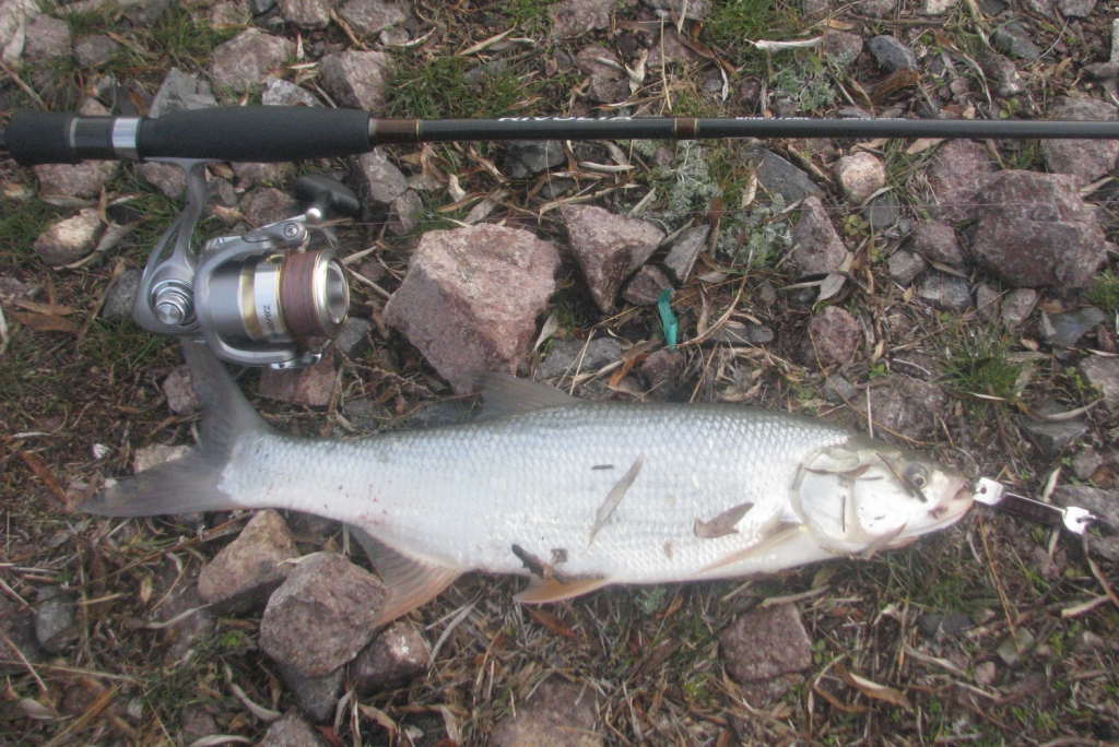 http://www.fishing.kz/forums/data/photos/l/16/16602-1417151950-8844d86b2b2cb9a8cd53a78bb53db1d8.jpg