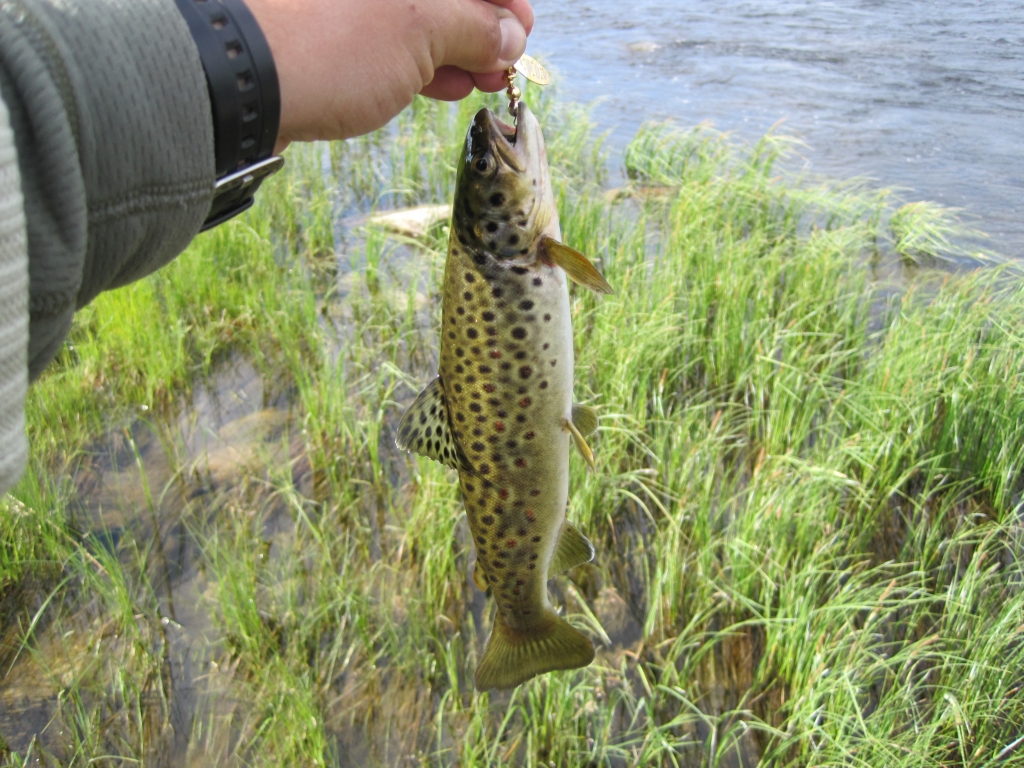 http://www.fishing.kz/forums/data/photos/l/17/17274-1437555578-bab5591fa466f5e658140264b4f80eec.jpg