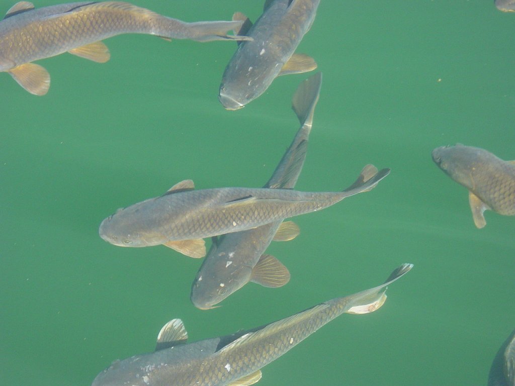 1280px-LakePowellCarp5437.jpg