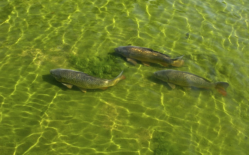 Carp_in_Herbert_Park_Pond,_Dublin.jpg