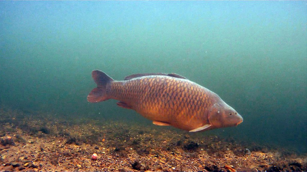 carp_UW_CR.jpg