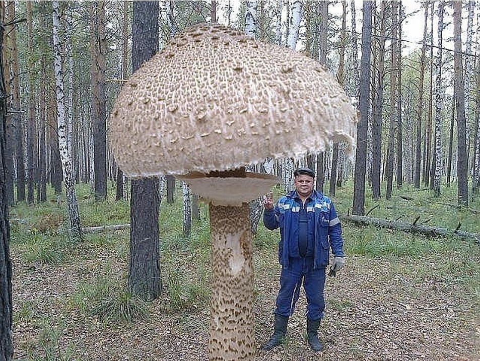 грибы Чернобыля.jpg