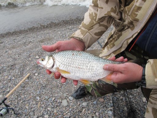 Плотва сибирская | Рыбалка и охота в Казахстане