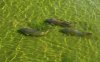 Carp_in_Herbert_Park_Pond__Dublin.jpg