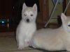 п_и__авка_045.jpg