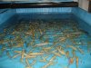 DSC03437.JPG
