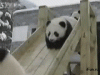панда-ги_ки-43636.gif