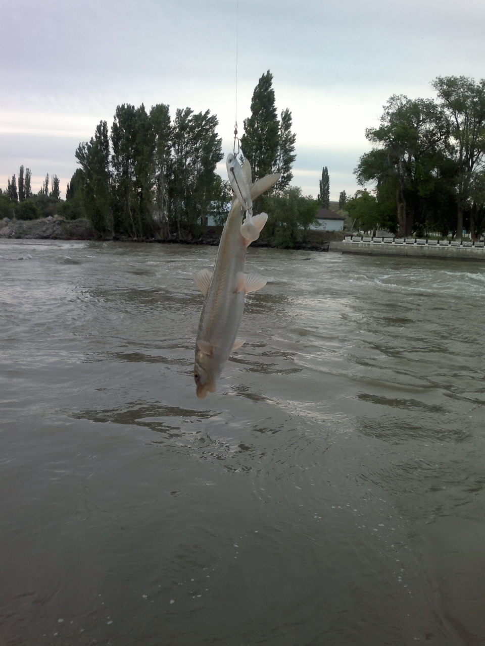 Рыба маринка пойманная в реке Каратал на ратлин