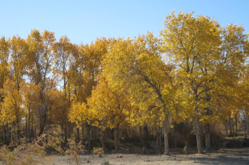 Рощица туранги, р. Или, Казахстан