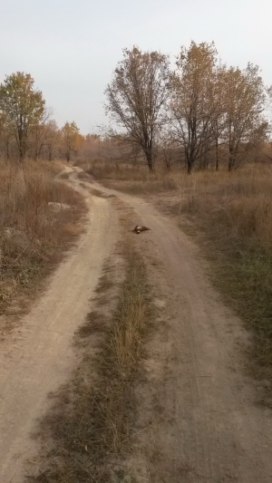 на дороге