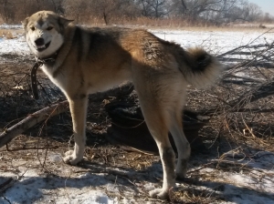 Волчок