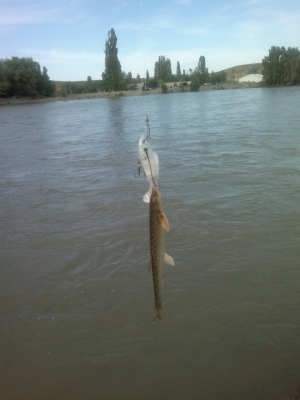 река Каратал, рыба голец