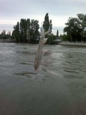 Рыба маринка, река Каратал
