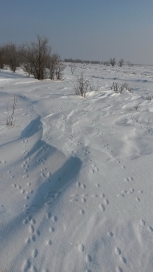 Там на неведомых дорожках...