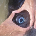 Blue Marlin's eye